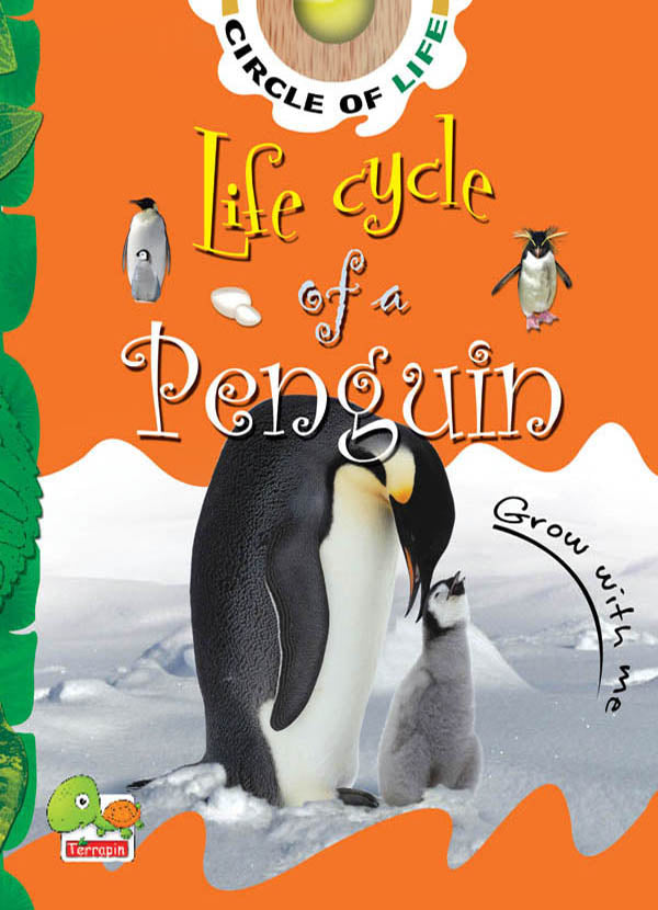 Life cycle of a penguin
