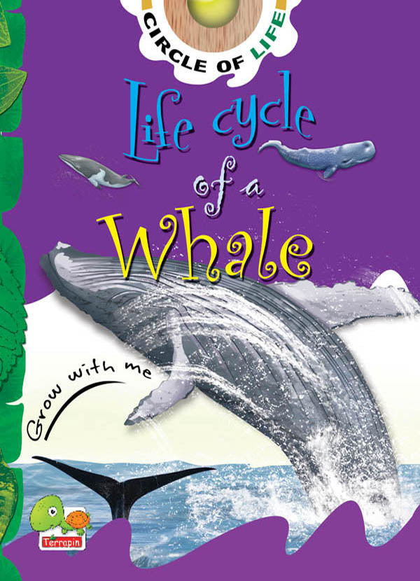 Life cycle of a whale