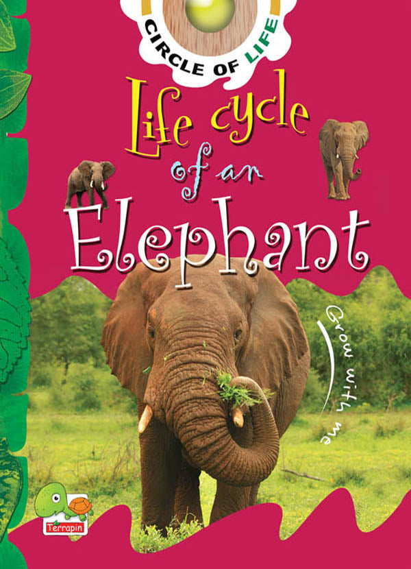 Life cycle of an elephant
